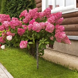 Hydrangea Strawberry Sundae Tree